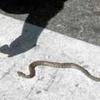 Rieti, paura per un serpente nel centro commerciale Intervento dei vigili del fuoco