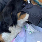 Cane si perde in montagna, ritrovato dopo due mesi con una zampa rotta. La padrona in lacrime: «Nova è finalmente a casa»