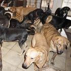 Dorian, una donna accoglie in casa 97 cani per salvarli dalla tempesta
