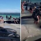 Balene, a centinaia arenate sulla spiaggia: i volontari provano a salvarle ma ne muoiono 28