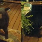 Orsetto vuole entrare in casa ma mamma orsa (fortunatamente) non è d’accordo