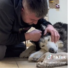 Il cane Hutch muore, il padrone in lacrime su TikTok: «Sii felice, ovunque tu sia»