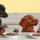 Cibo per cani gourmet: preparavano i pasti e facevano le consegne con un furgone, adesso investono 40 milioni di sterline