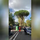 Roma, tagliato l'albero sulla Cassia