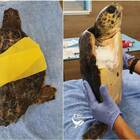 Tartaruga trovata con la pinna amputata da una lenza e lo stomaco pieno di plastica: Robin lotta per la vita