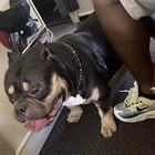 Il vicino in aereo è un cane guida, coppia chiede rimborso del biglietto: «13 ore di volo tra bava e cattivo odore»