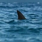 Australia, va a fare il bagno e muore sbranato da uno squalo