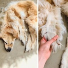 Il cane morto trasformato in tappeto. La decisione della famiglia scatena le polemiche: «Siete dei mostri»