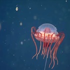 Medusa corona, scoperta nuova creatura