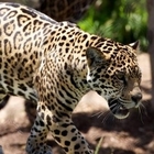 Leopardo uccide un bimbo di 2 anni nel parco nazionale Kruger, l'animale è stato abbattuto