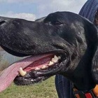 immagine Cane cade nel torrente per seguire le anatre. Padrone disperato: «Diogene trascinato via. Lo cerco da giorni, aiutatemi a ritrovarlo»

