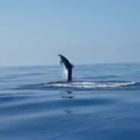 Liberano delfino da una rete e lui si esibisce in salti spettacolari