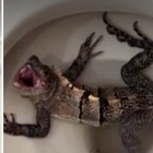 Iguana sbuca dal wc: «Ero sotto choc e paralizzato, l'ho sentita arrivare sotto la tavoletta»