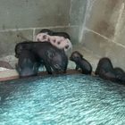 Lanuvio, due maiali salvati dal macello fanno nascere otto maialini