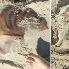 Trovato uno strano animale su una spiaggia australiana