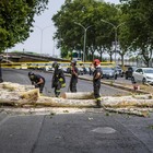 Roma, albero cade in viale Marco Polo e colpisce due auto (foto Caprioli/Ag.Toiati)