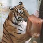Ghiaccioli 'di pesce' e vasche refrigerate: così gli animali negli zoo combattono il caldo