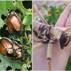 Coleotteri e cimici, l'invasione degli “insetti alieni”