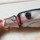La plastica uccide anche gli squali: ecco come è morto il cucciolo di questo predatore