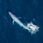 La balenottera azzurra torna dopo 50 anni nella Georgia del Sud