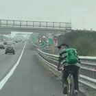 Un uomo in bicicletta in autostrada: incredibile sull'A1, poi scavalca il guard rail e scappa