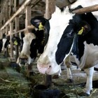 Mucche trovate morte senza lingua: «A due hanno anche strappato i genitali». Orrore e mistero in Texas