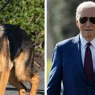 Commander, il cane di Biden che ha morso uomini dei servizi segreti in 24 occasioni. «Allontanato dalla Casa Bianca»