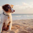 In spiaggia con il cane? Ecco cosa bisogna sapere per evitare sorprese