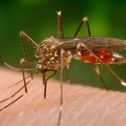La zanzara giapponese è in Italia: più pericolosa della "tigre", può trasmettere malattie come la Dengue e resiste al freddo