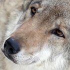 Strage di lupi nel Parco d'Abruzzo: è mistero sulle cause