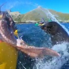 Nuova Zelanda, un calamaro in fuga da una foca prende a schiaffi un turista in kayak