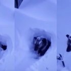 Il cane è stato sommerso dalla neve durante la tormenta: ecco il salvataggio