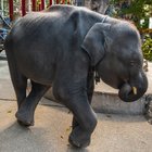Elefantina morta in uno zoo in Thailandia: costretta a ballare con le zampe spezzate
