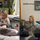 Cane Merlin, la crescita in soli tre mesi sconvolge Tiktok: il video è virale