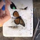 Usa, una farfalla torna a volare grazie a un trapianto d'ala Video Foto