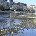 Torino, si getta nel fiume per non essere arrestato dopo il furto di un cellulare: fermato il 22enne