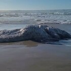 Misteriosa creatura marina trovata morta in spiaggia: «Qualcuno sa cosa sia?». L'ipotesi degli esperti