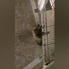 Trentino, un orso si arrampica sul balcone di un condominio Video