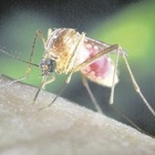 Zanzare, l'appello degli scienziati ai cittadini: «Mandateci le foto delle zanzare». Tra le più pericolose la Aedes Aegypti