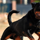 Aggredita dal suo rottweiler in giardino: le urla della donna sentite dal vicino di casa che riesce ad allontanare il cane