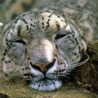Covid, tre leopardi delle nevi morti allo zoo dopo mesi di cure