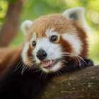 Sydney, rarissimo panda rosso ucciso da un'auto. Era fuggito dallo zoo per colpa delle inondazioni