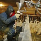 La California dichiara guerra al foie gras: è vietato