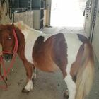 Raccolta fondi in paese per salvare la vita al pony: colletta riuscita e ora diventerà l'animale di comunità