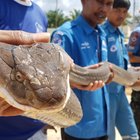 Thailandia, catturato un cobra gigante: è lungo 4 metri e pesa 15 chili