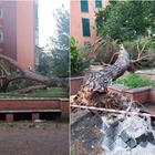 Roma, albero di 20 metri crolla nei giardini di un condominio: ferite tre minorenni, due in codice rosso