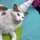 Festa di compleanno del gatto in casa, in 15 contagiati dal coronavirus. Il padrone era positivo