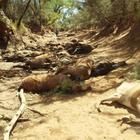 Australia sotto choc per il caldo record: black-out, animali morti e frutta bruciata