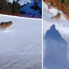 Lo sciatore insegue il lupo che scappa e si schianta sulla rete: «L'uomo rischia il carcere» VIDEO