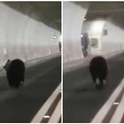 Orso in fuga in una galleria tra Arquata e Tronto, il video diventa virale